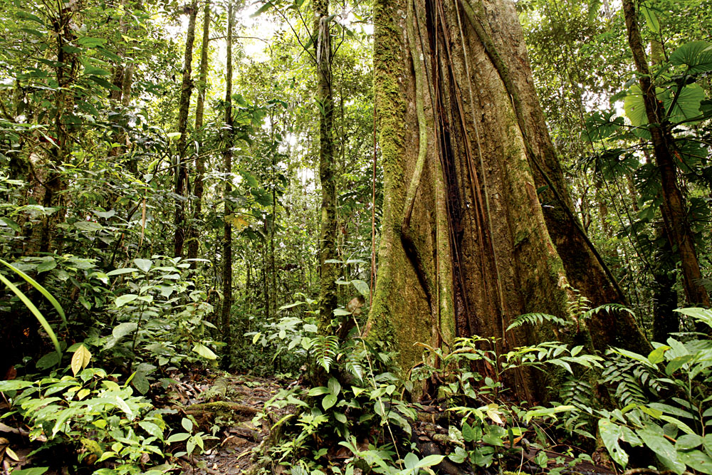 Écotourisme en Amérique centrale et du Sud : forêt tropicale et parc national