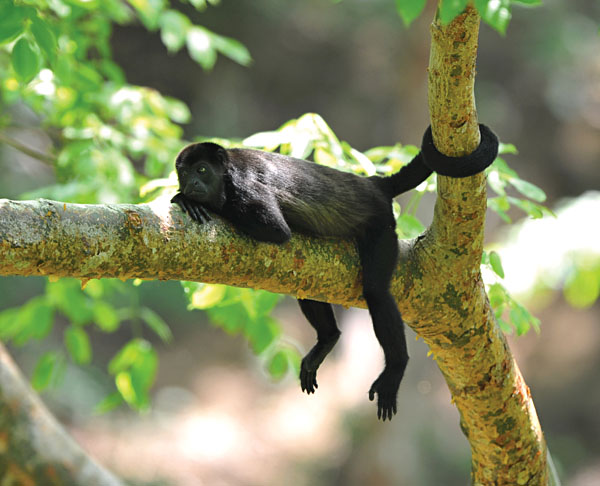 Écotourisme en Amérique centrale et du Sud : forêt tropicale et parc national