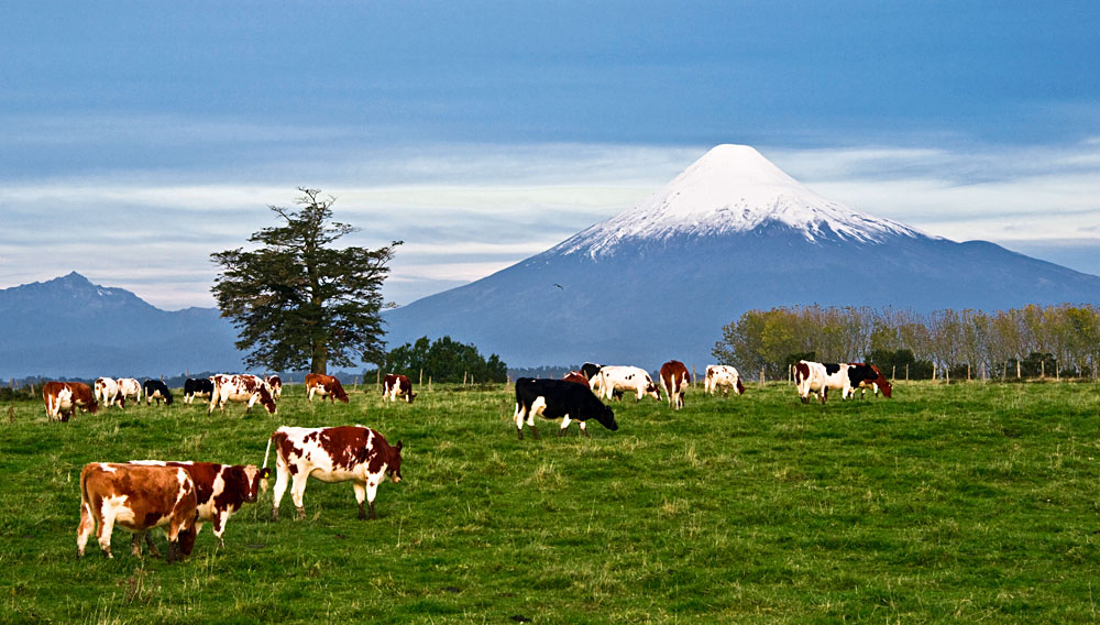 Écotourisme au Brésil et au Chili : paysages naturels et faune