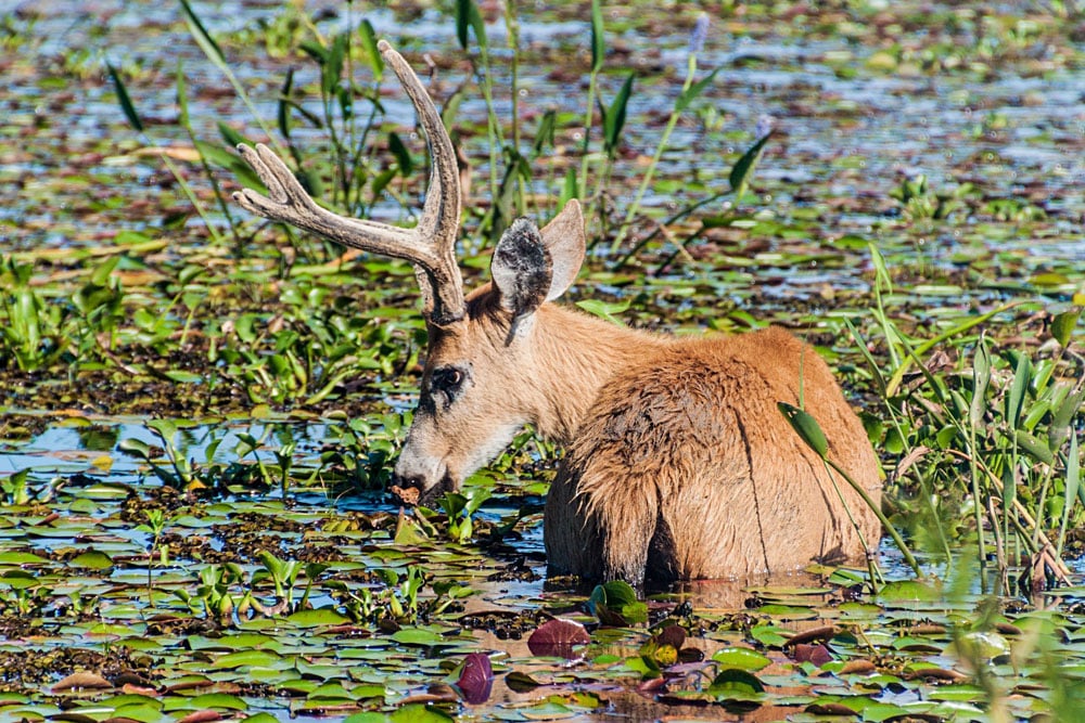 Écotourisme au Pérou, en Équateur et en Argentine : sites naturels