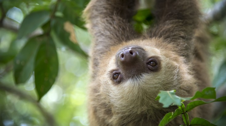 Singe dans la canopée d&rsquo;un parc national du Costa Rica