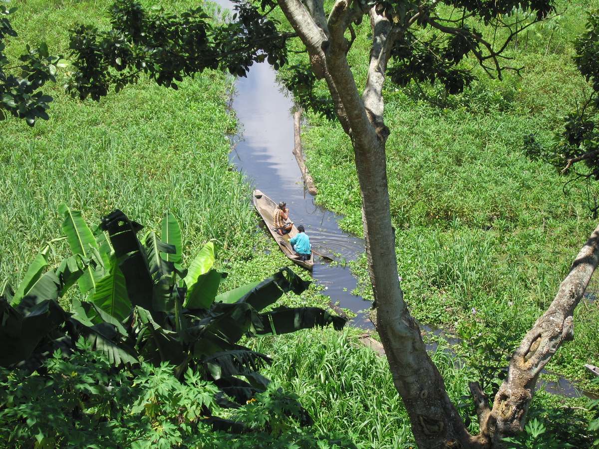 Forêt amazonienne et fleuve près de Manaus