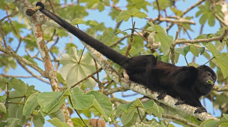 Singe hurleur allongé sur une branche dans la canopée du parc Manuel Antonio