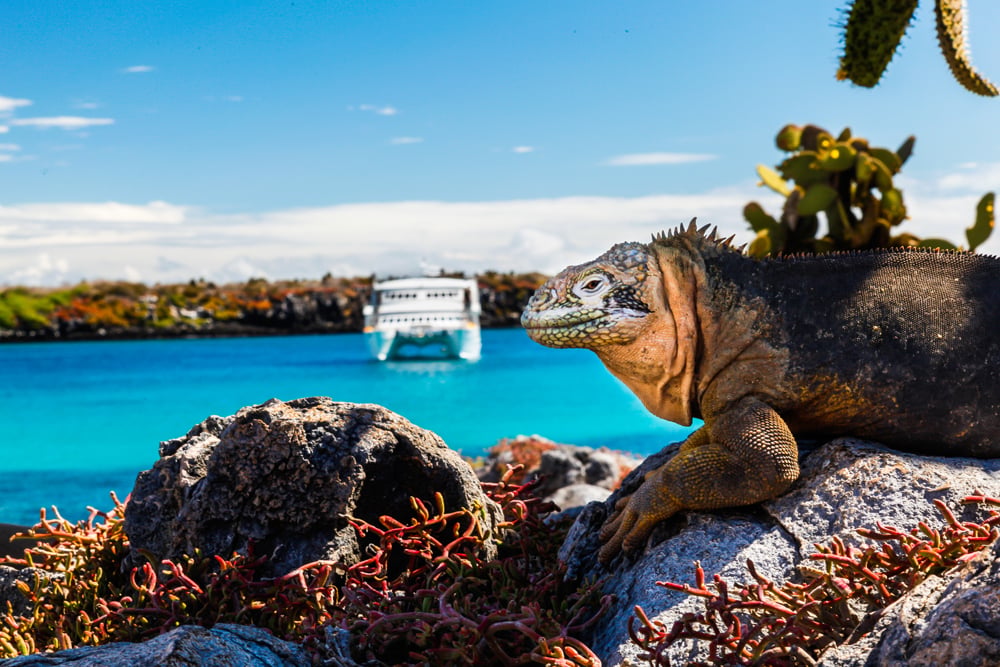 La diversité naturelle des croisières en Amérique du Sud