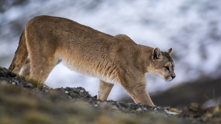 La Patagonie en janvier : activités et paysages