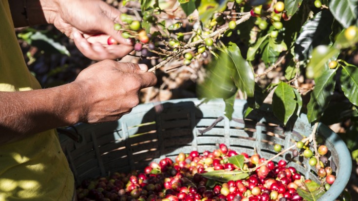 Une plantation de café à Heredia