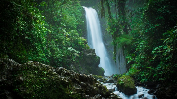 Forêt verdoyante du Costa Rica en mai