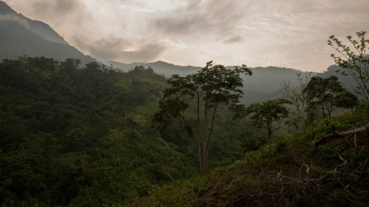 Jungle de la Sierra Nevada de Santa Marta, en Colombie