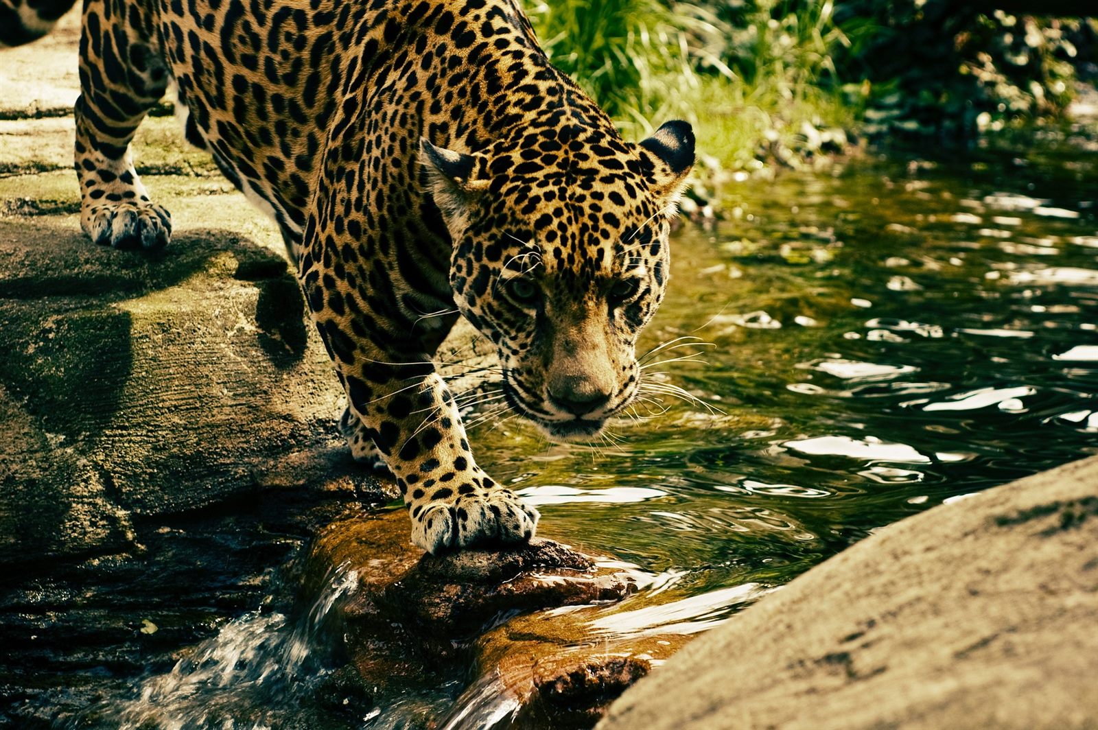 Forêt tropicale du Guyana