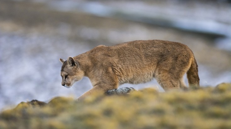 Parc national d’Argentine