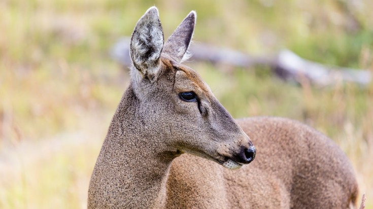 Parc national d’Argentine