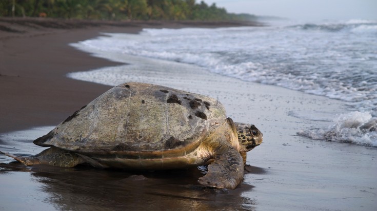 Illustration : Pourquoi visiter le Costa Rica en été