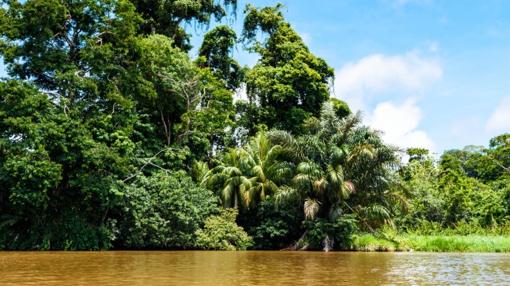 Illustration : 3. Tortuguero