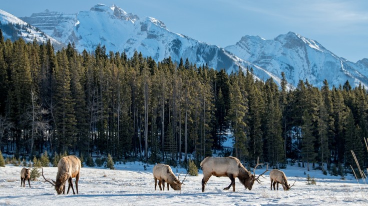Illustration : 3. Banff en hiver