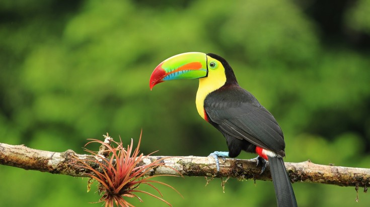 Illustration : Pourquoi visiter le Costa Rica en hiver