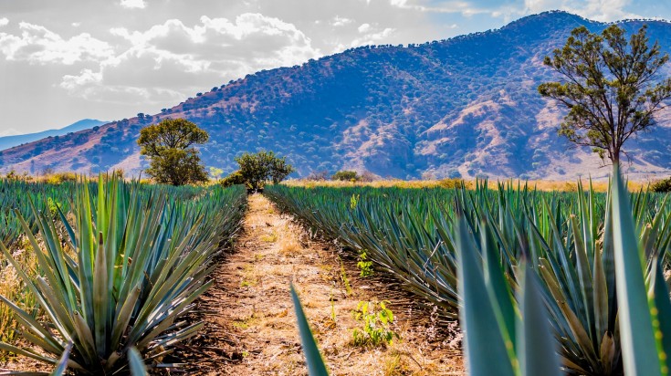 Illustration : 8. Le pays de la Tequila en hiver