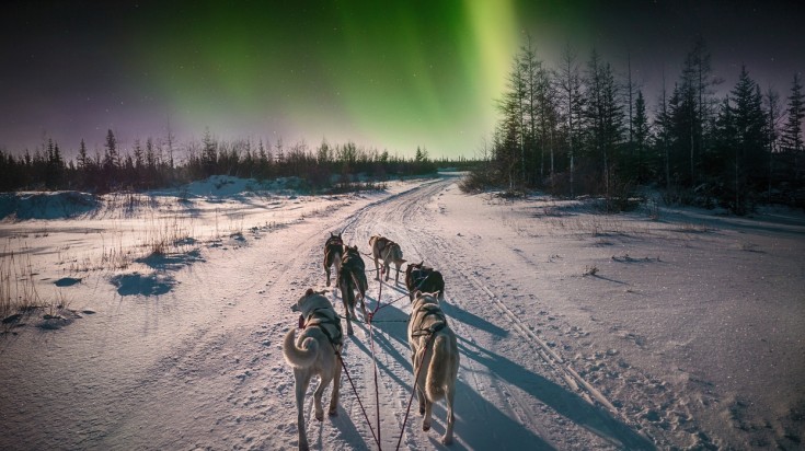 Attelage de chiens de traîneau sur une piste enneigée sous une aurore boréale verte