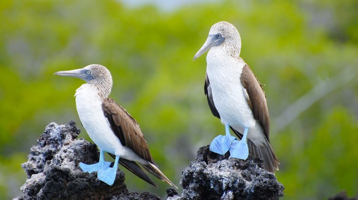 Tortue géante aux îles Galápagos