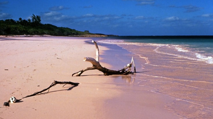 Plage de sable rosé déserte avec un bois flotté, mer turquoise et côte boisée en arrière-plan