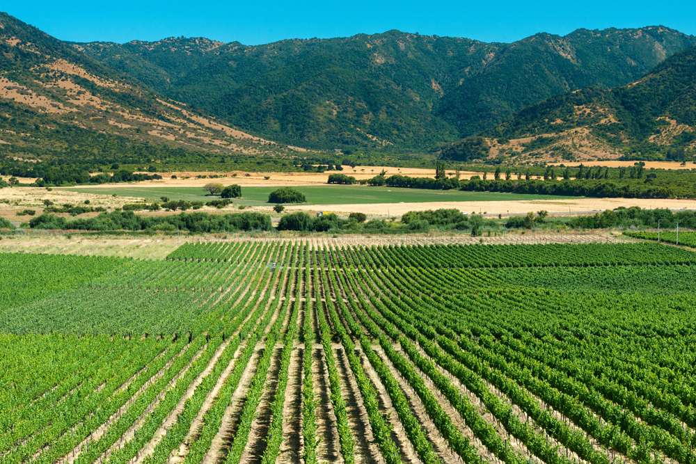 Vignes de la vallée de Colchagua