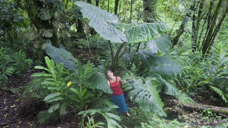 Randonneuse au milieu de feuilles géantes dans la forêt du parc Rincón de la Vieja