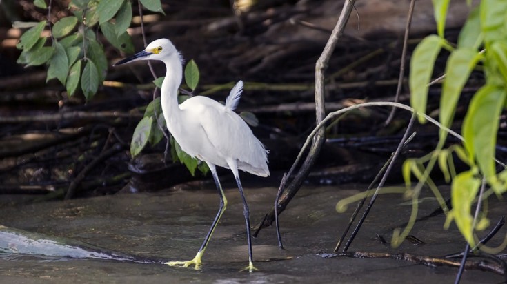 Canal bordé de forêt tropicale à Tortuguero