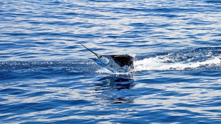 Pêcheur à la traîne au large du Costa Rica