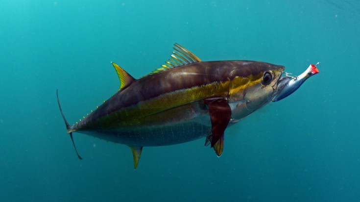 Marina de la côte pacifique du Costa Rica