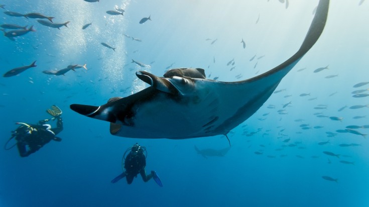 Plongée avec masque et tuba près de Tamarindo