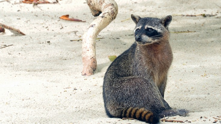 Singe dans la forêt sèche du Guanacaste