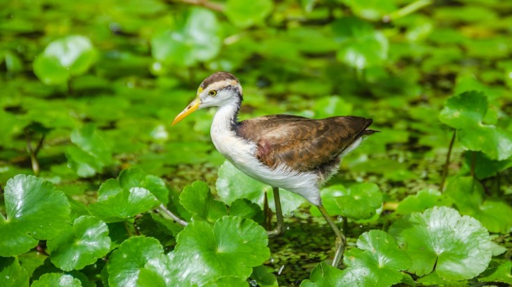 Faune du refuge de Tamarindo