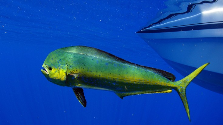Pêche sportive au large de Conchal