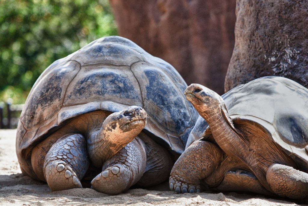 Tortue géante aux îles Galápagos