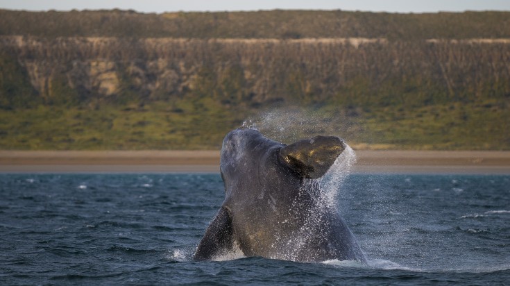 Faune marine de la côte de Patagonie