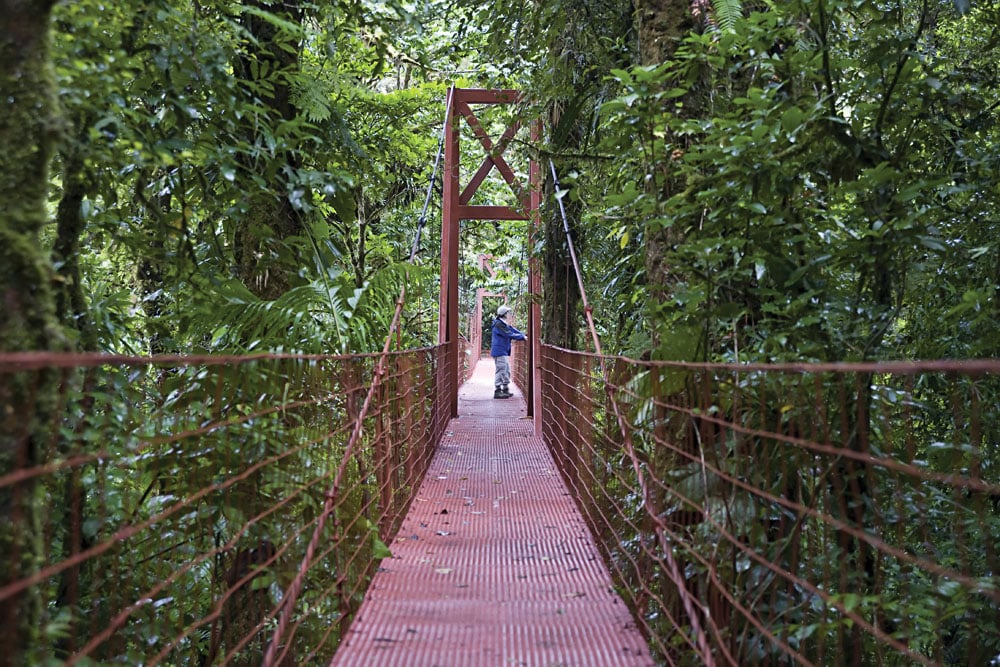 Singe dans la forêt tropicale du Costa Rica