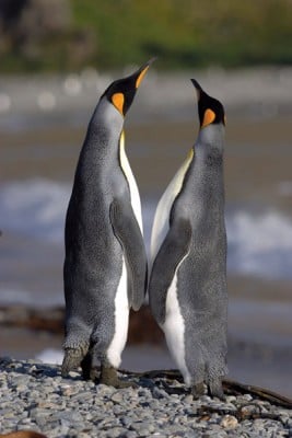 Colonie de manchots en Antarctique