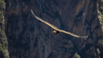 Canyon de Colca au Pérou