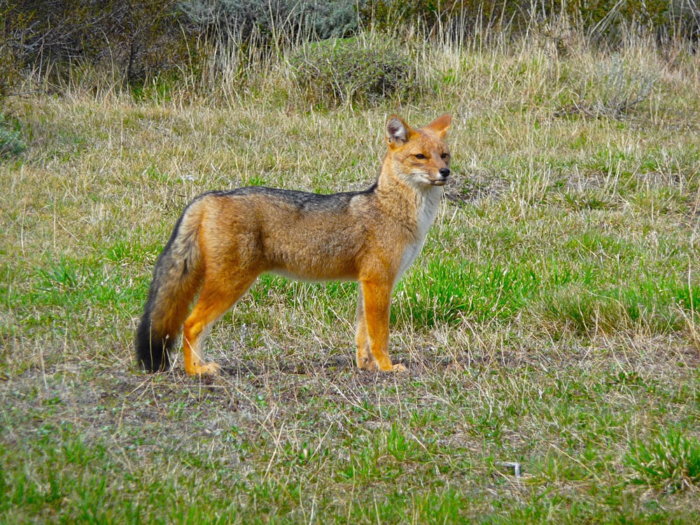 Renard de Patagonie dans la steppe du parc national Torres del Paine