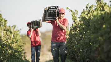 Vignoble argentin au pied de la cordillère des Andes