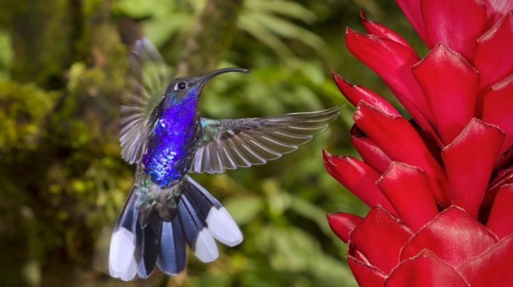 Colibri violet en vol près d’une fleur rouge dans la forêt de nuages