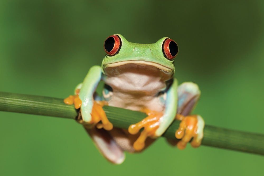 Forêt tropicale verdoyante du Costa Rica en saison des pluies