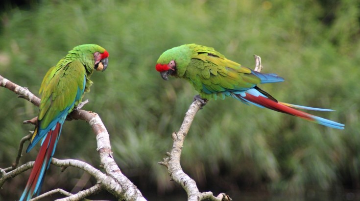 Rivière Sarapiquí et forêt tropicale au Costa Rica