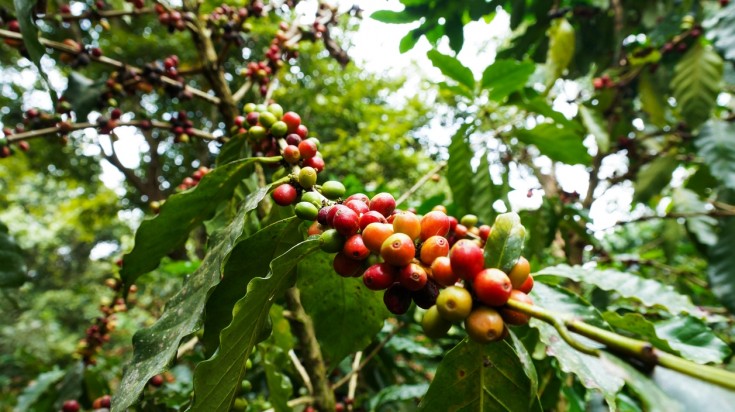 Rivière Sarapiquí et forêt tropicale au Costa Rica