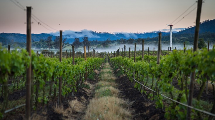Vignoble dans une vallée viticole du Chili