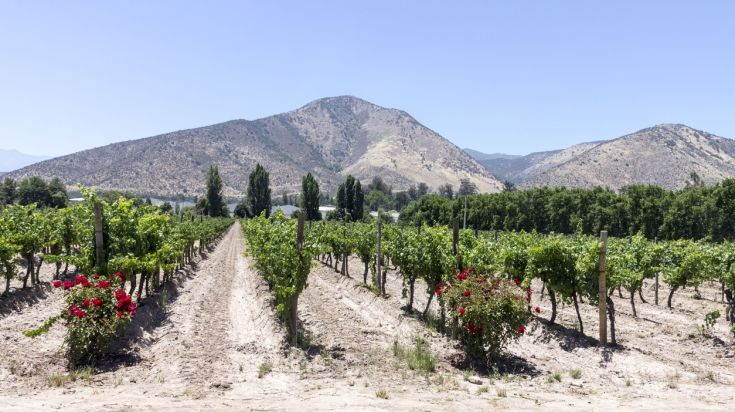 Vignoble dans une vallée viticole du Chili