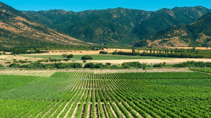 Vignoble dans une vallée viticole du Chili