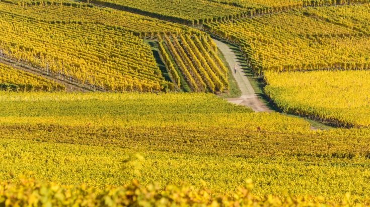 Vignoble dans une vallée viticole du Chili