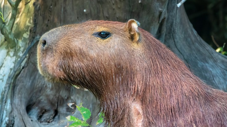 Gros plan sur un capybara, le plus grand rongeur du monde, fréquent dans les savanes inondables de l’Amazonie bolivienne
