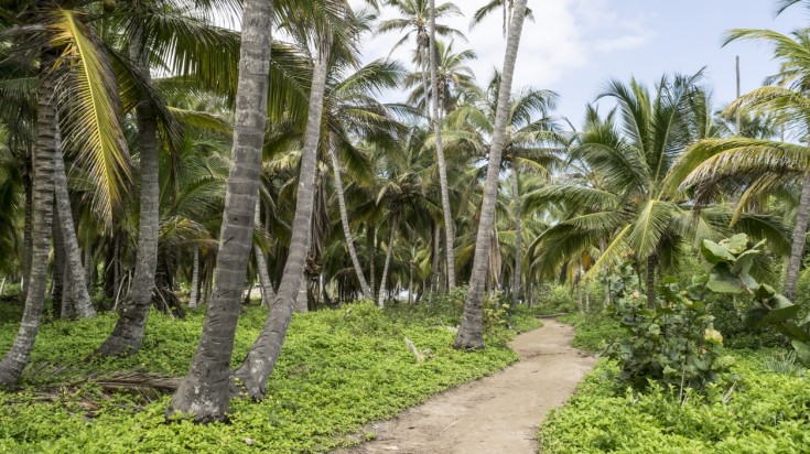 Plage et forêt tropicale du parc national de Tayrona en Colombie