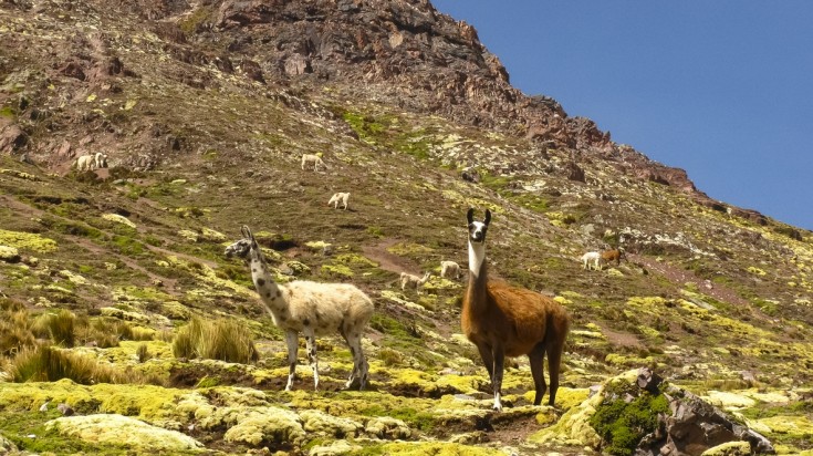 Sentier de montagne près de Cusco sur le trek de Huchuy Qosqo